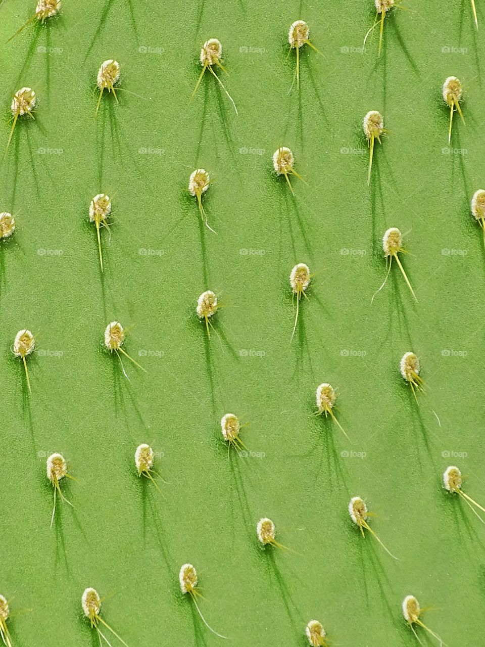 Green I want you green