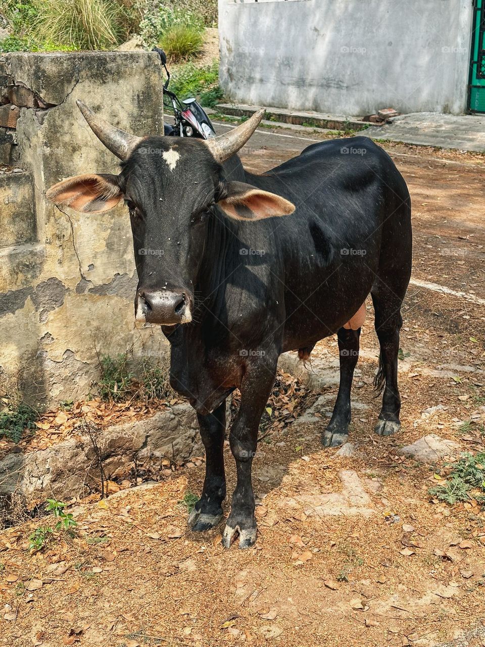 Indian bull on streets