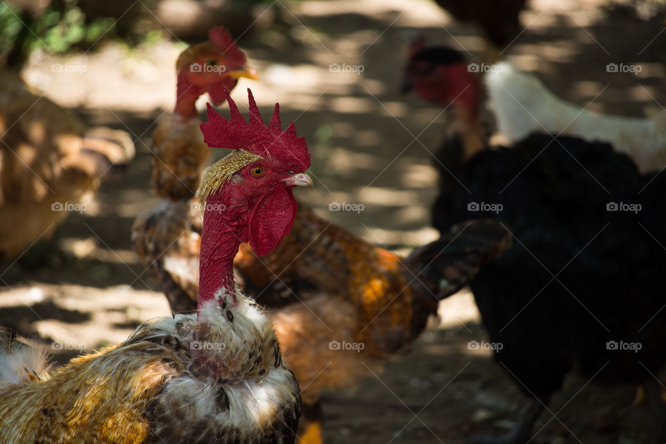 rooster with red crest