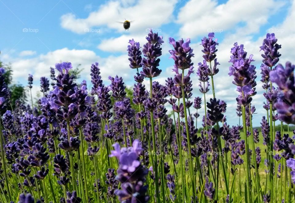 Can you smell the aroma of Lavender?