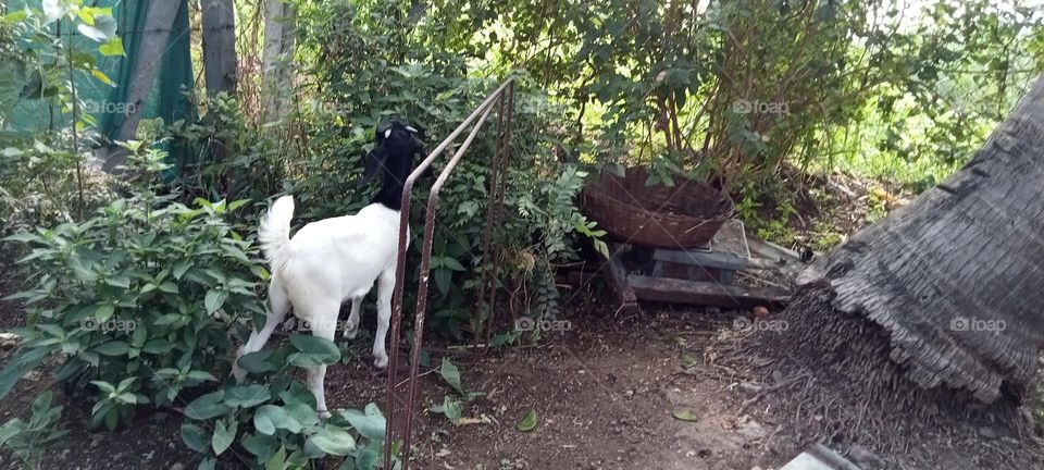 Goat searching and eating his food!