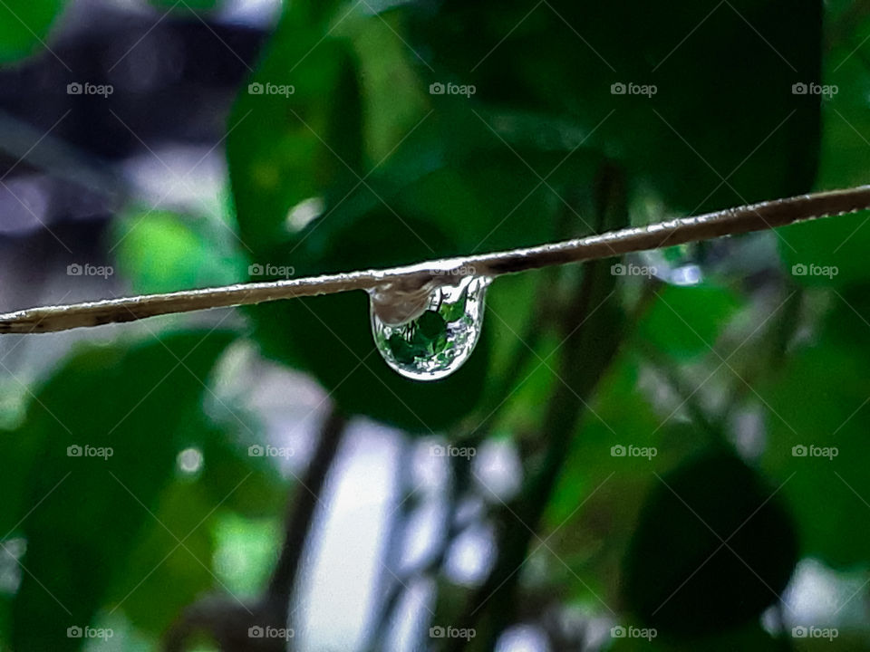 Water Droplet From Leaves