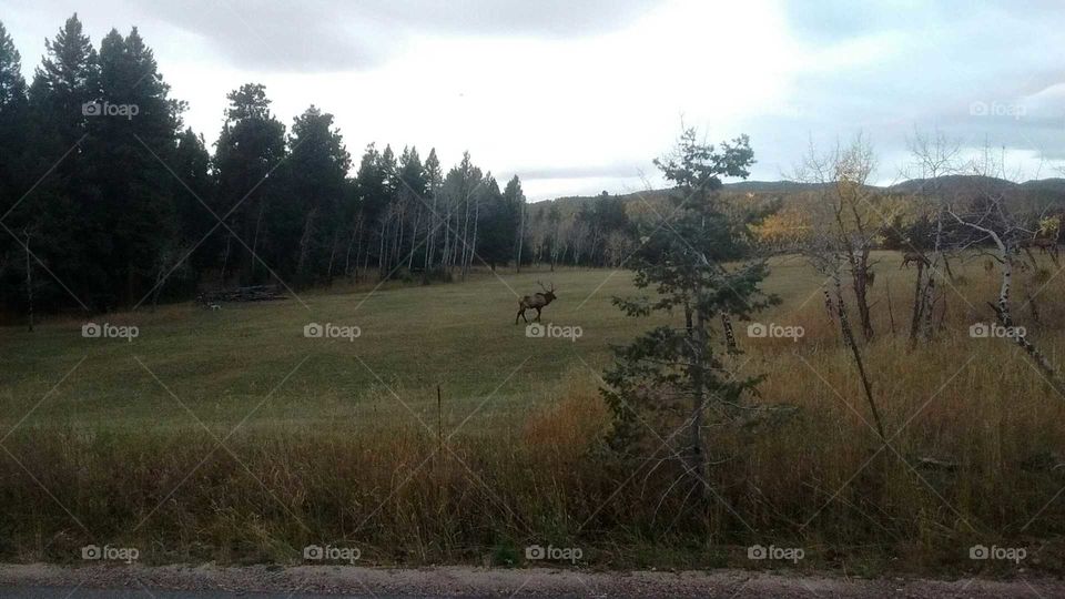 Elk mountain meadows