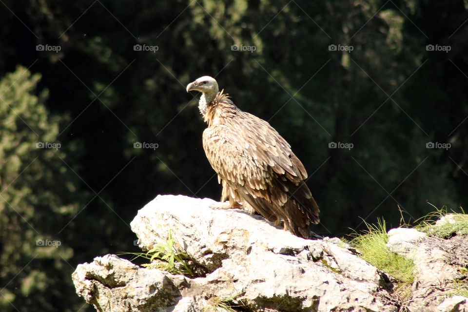 Himalayan vulture 
also called as Himalayan griffon