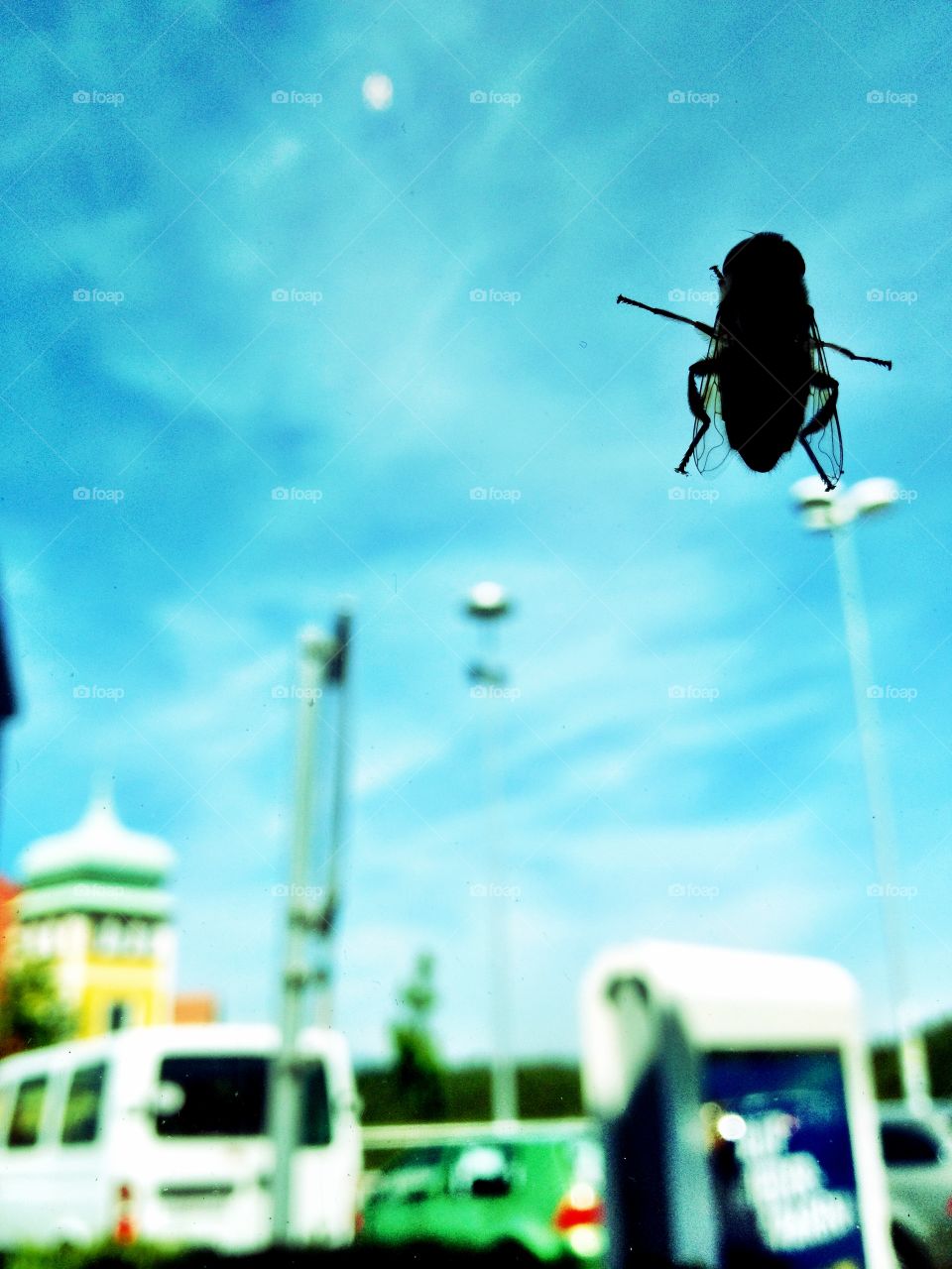 The fly. The fly, background for your mobile
