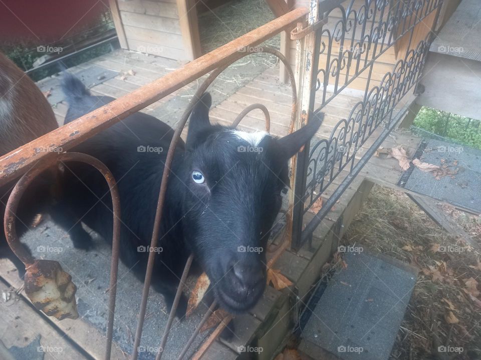 a goat bothered iron gate