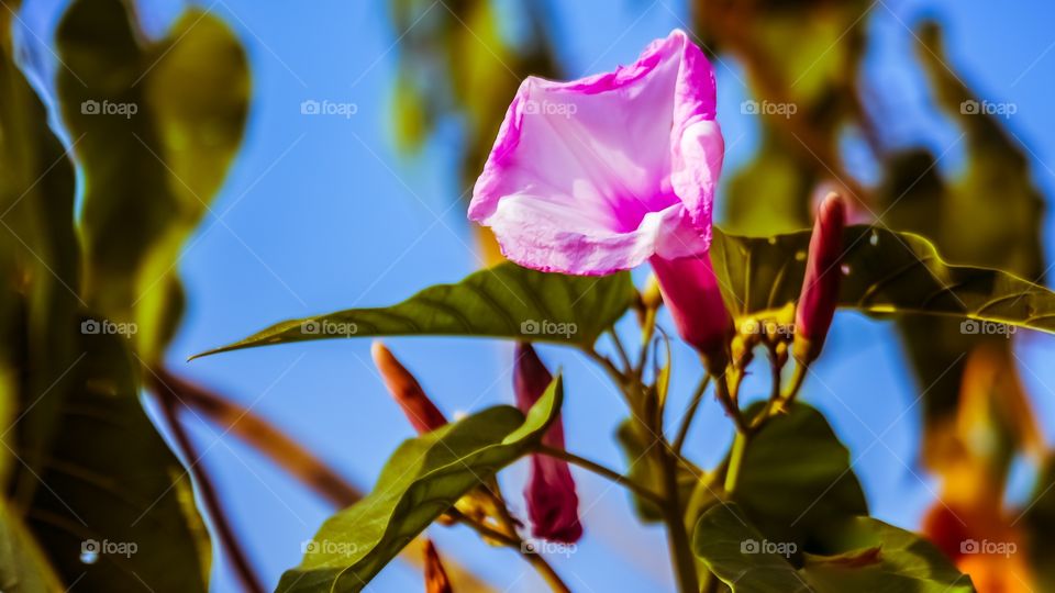 pink flower