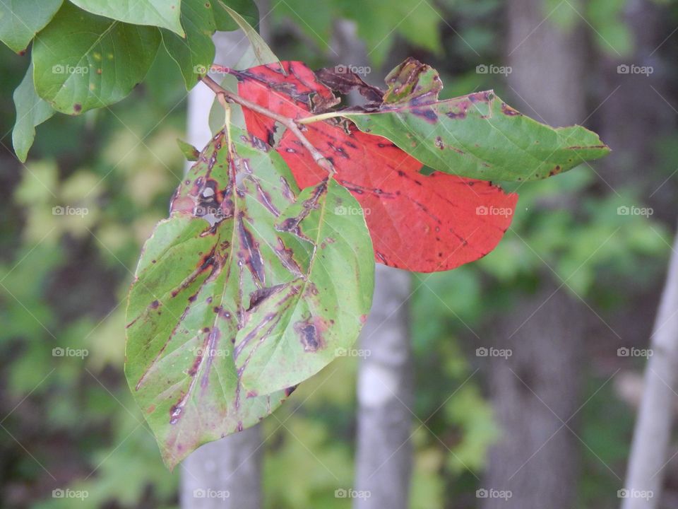 Nature’s Scenery, Leaves Changing 