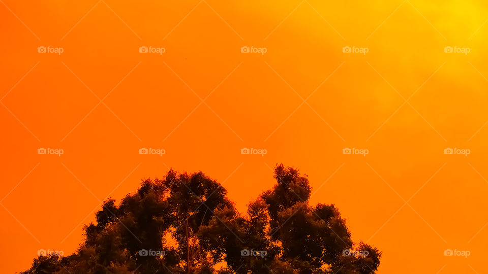 amazing Orange background in the sky with tree