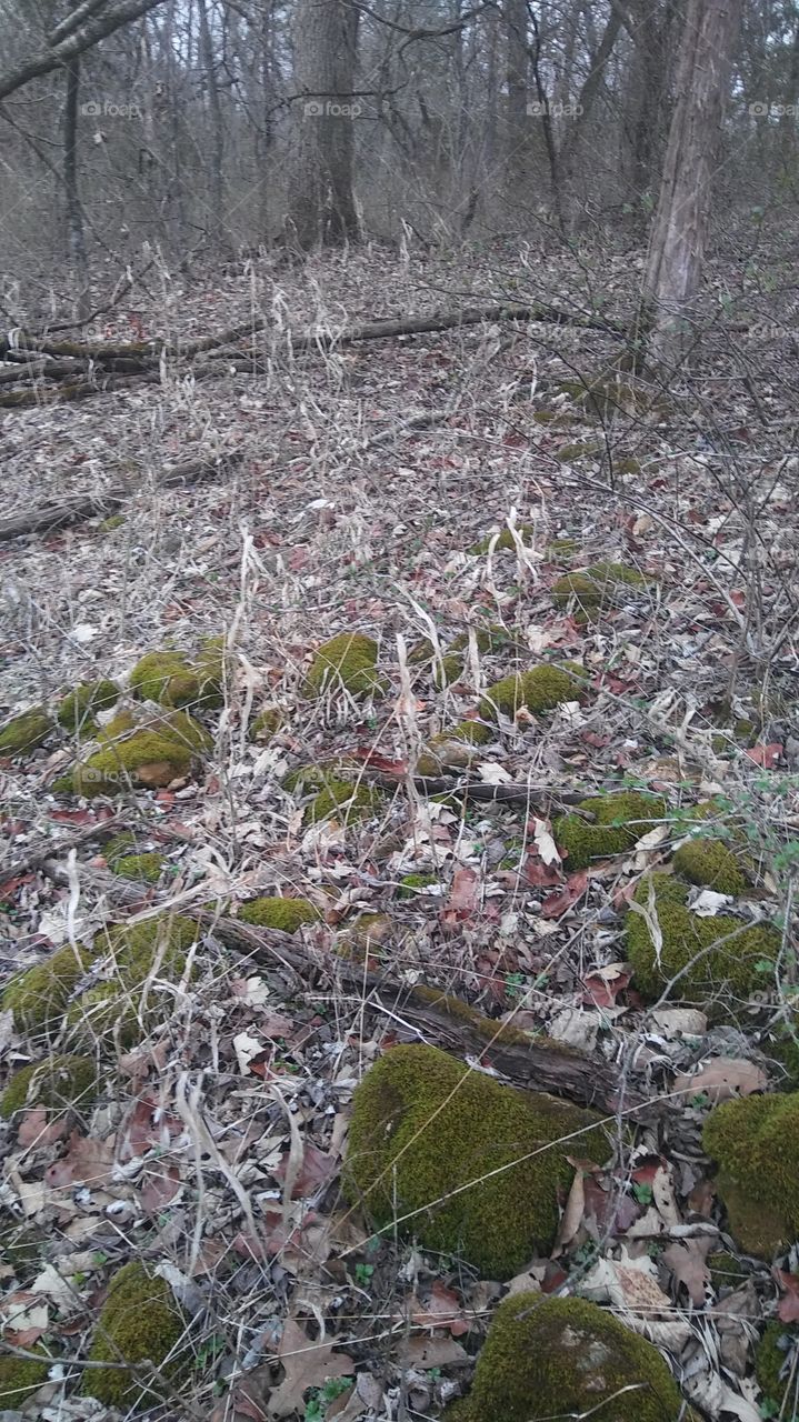 mossy rocks