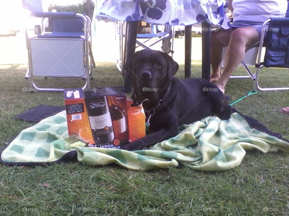 Dog playing with winebox. My dearly departed labrador, named Hamlet
2004/30/01-2015/07/30
Forever loved, forever missed