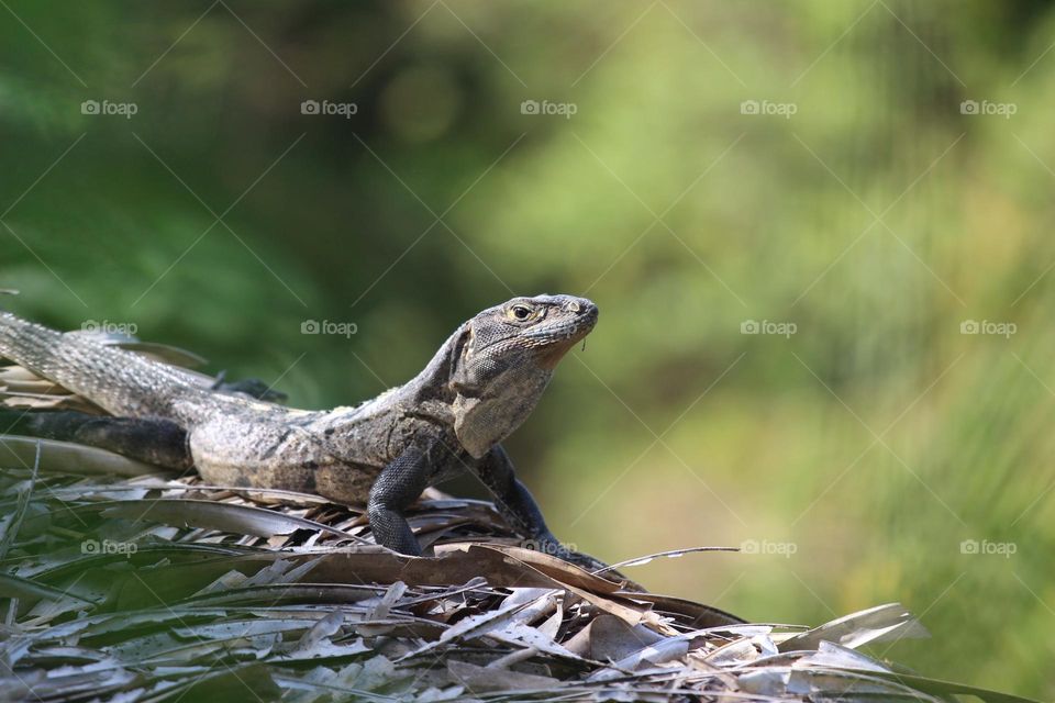 Spiny-tailed iguana on a grass roof in Costa Rica