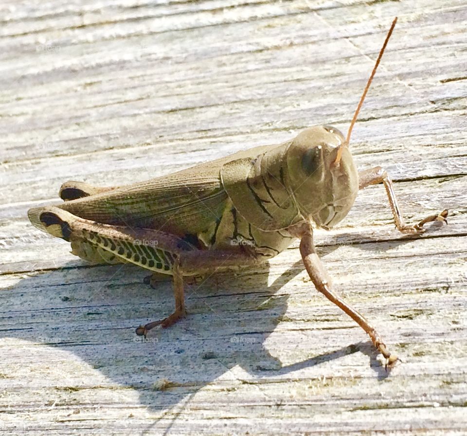 Grasshopper On Deck Railing