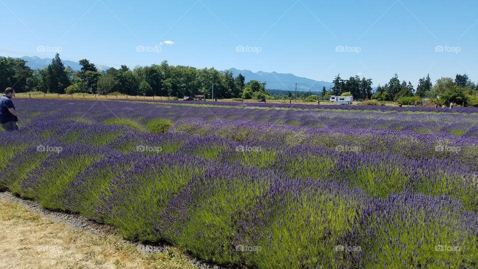 lavendar field 2