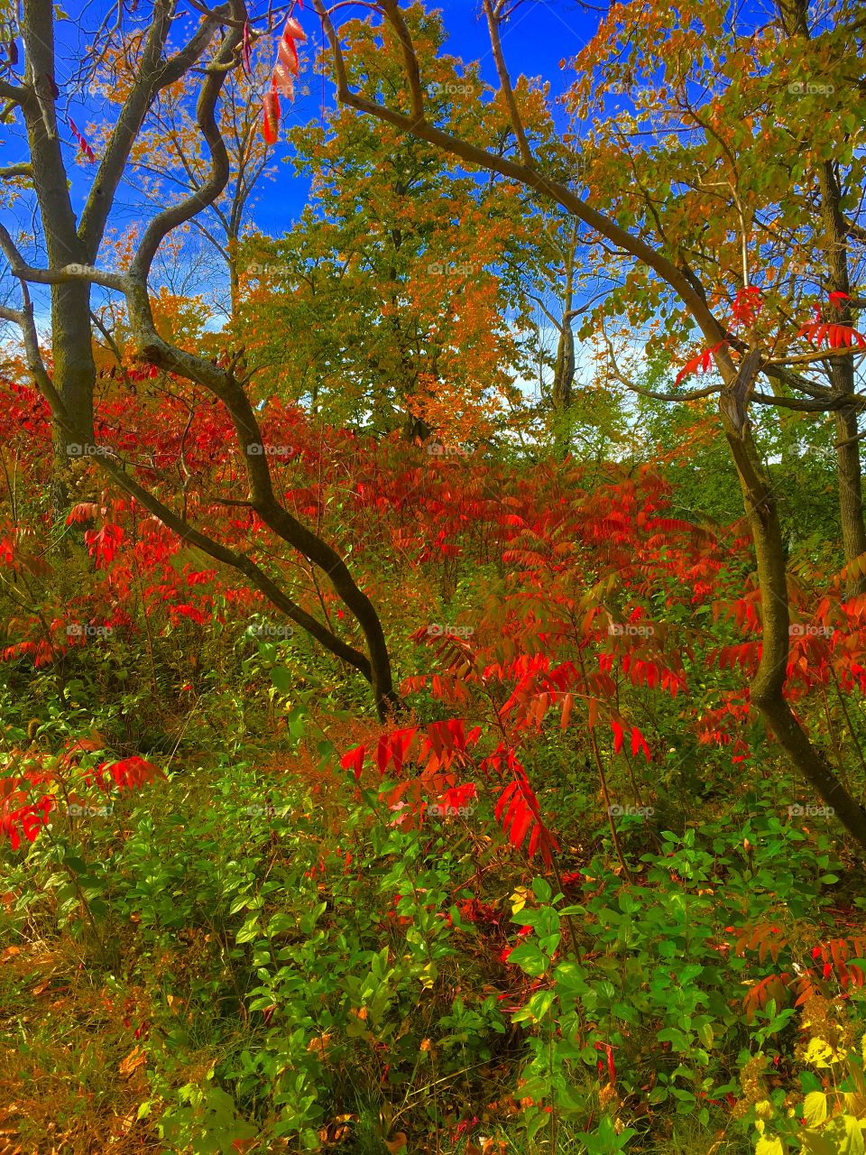 Fall. Red. White. Blue. Colors. 