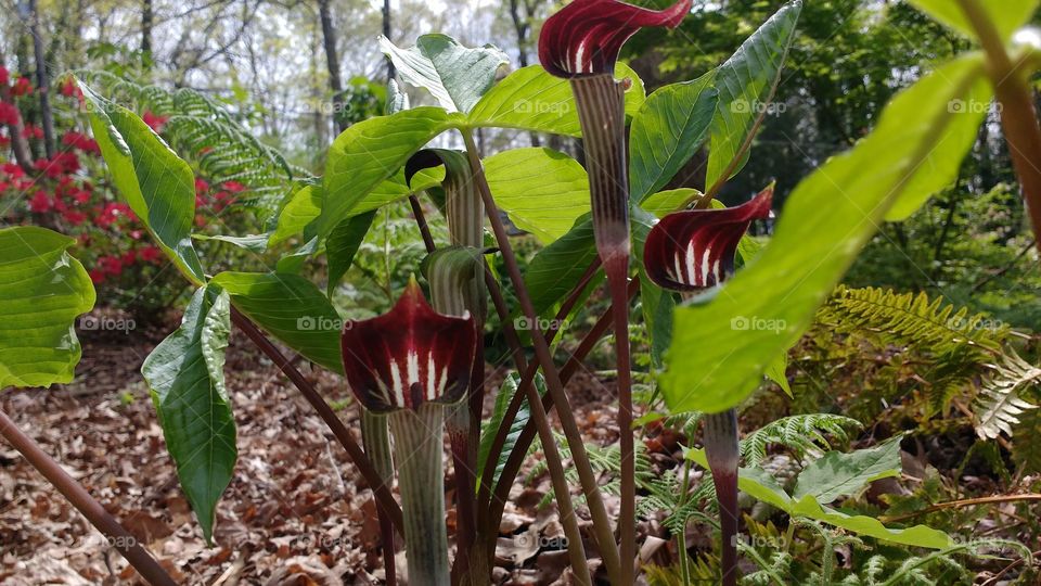 Jack-in-the-pulpit.  Flower 
