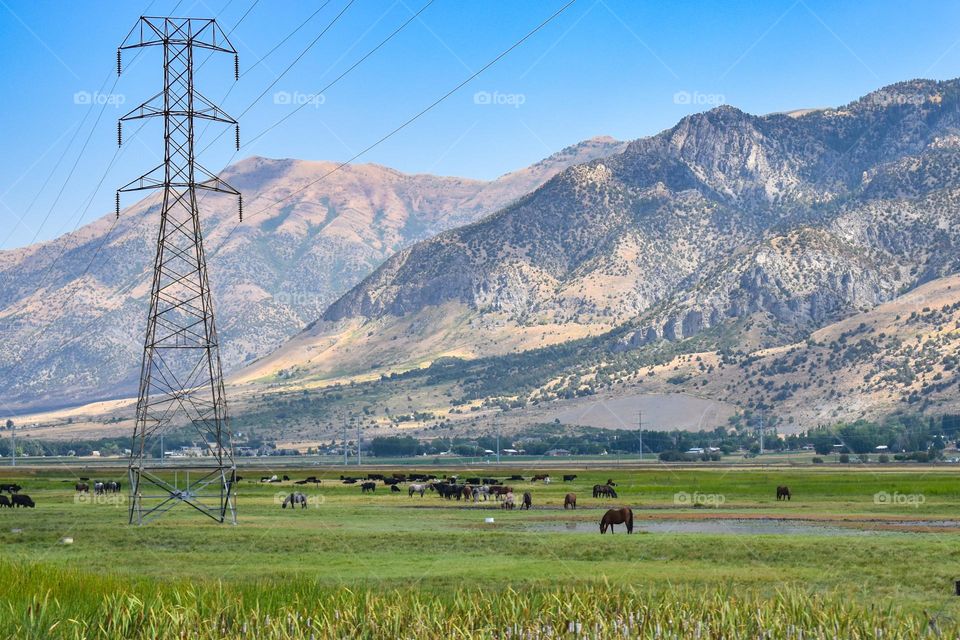 Scenic view of pastures with a herd of horses grazing near an electric Post. Mountains at the background. Utah, USA