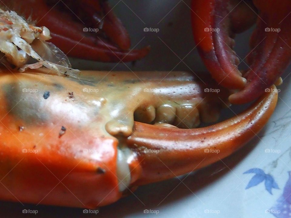 Steamed crab claws close up