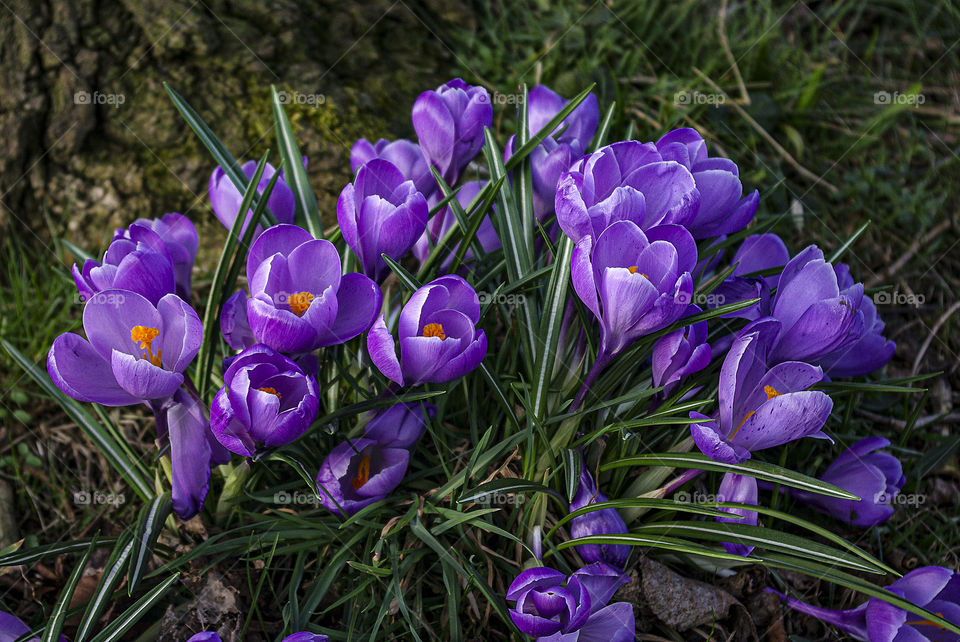 Purple crocuses. Crocus is one of the first spring flower