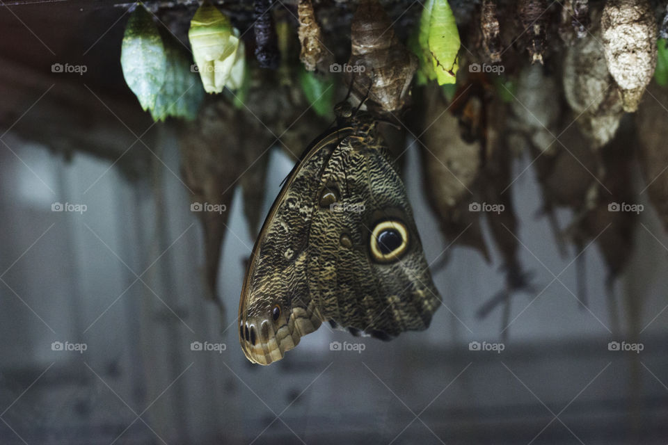 Butterfly nursery 