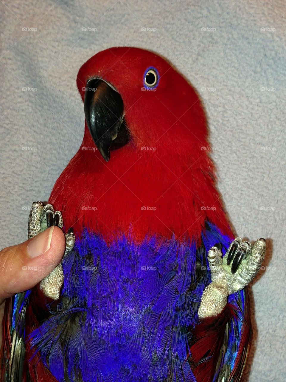 Red parrot-beautiful, loving and trusting,