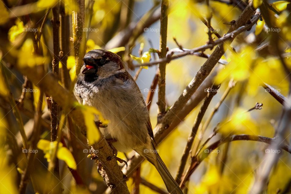 A sparrow on a branch blooming with yellow spring flowers