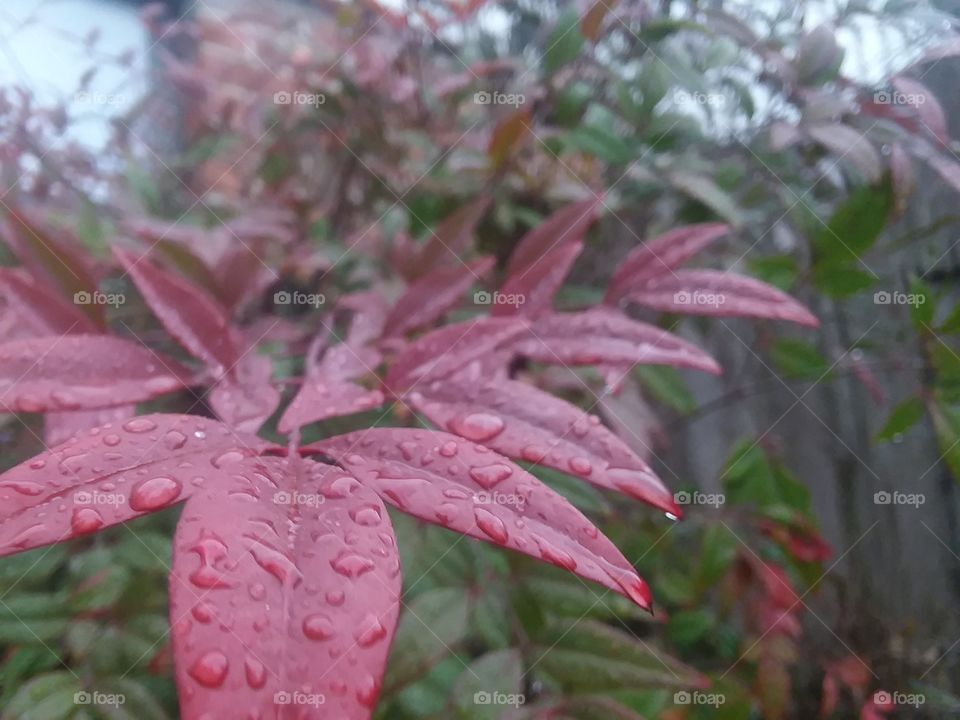 Fall rain on a red vine.