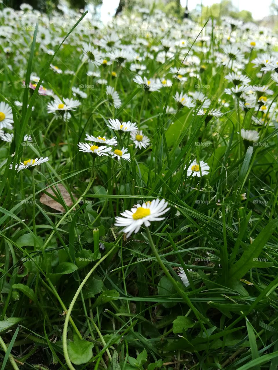 Camomile field