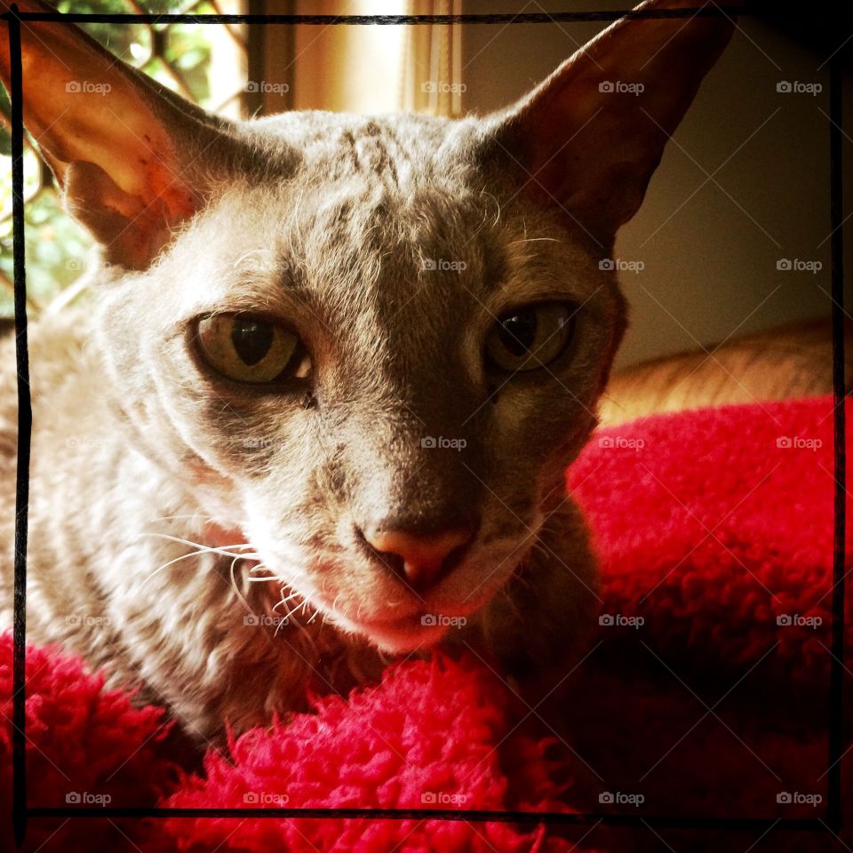Chloé - Cornish Rex