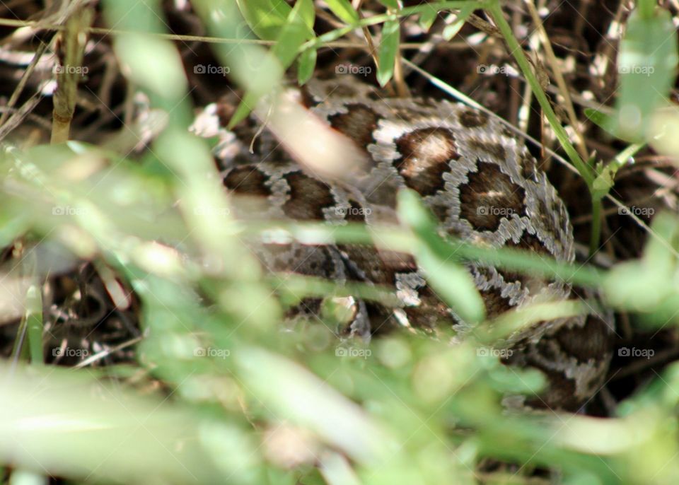 Rattle snake in the grass