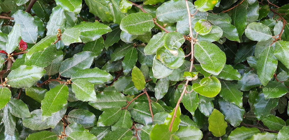 Leaves
