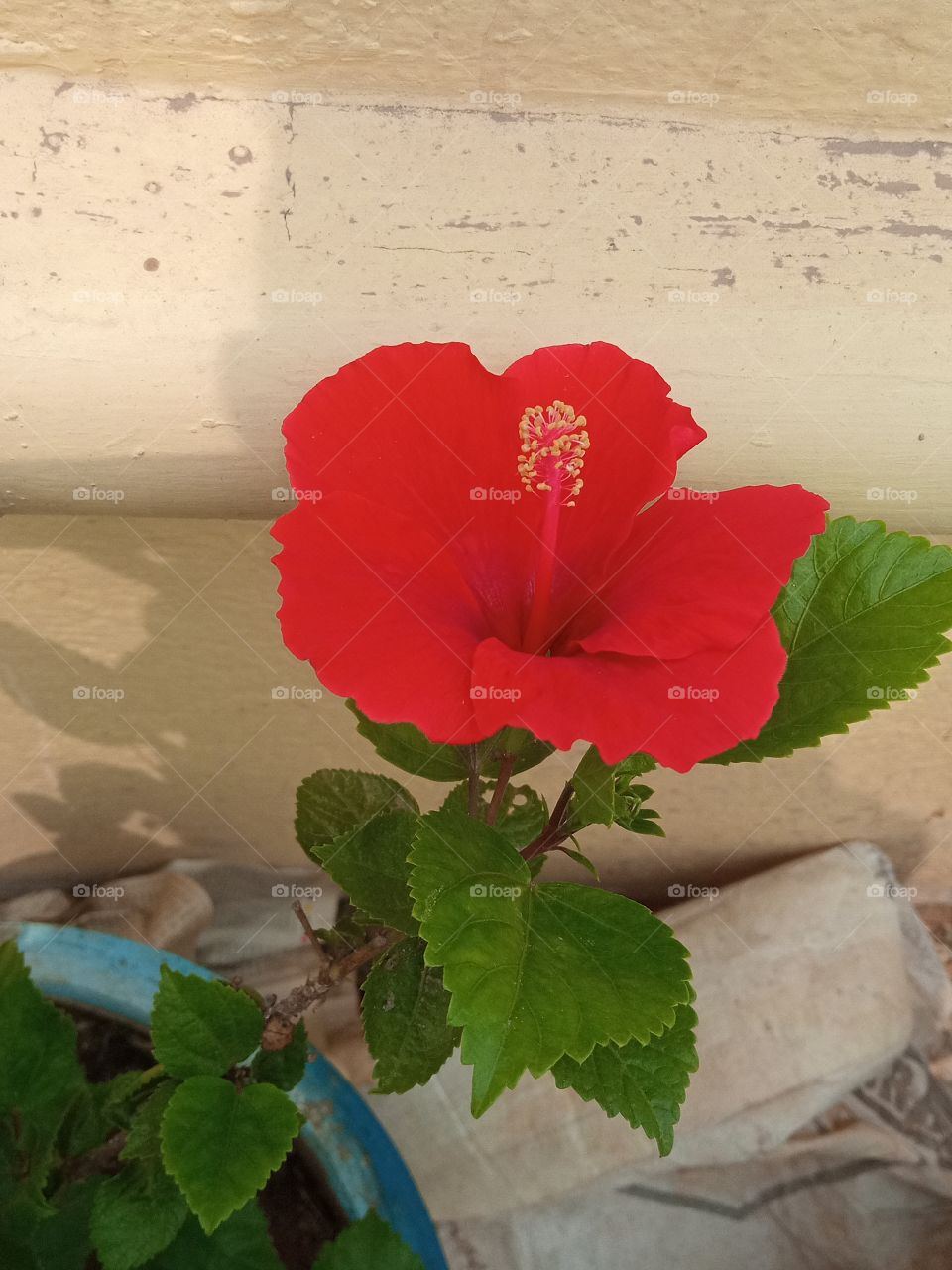 beautiful red  hibiscus flower🌺🌻🌹🌷