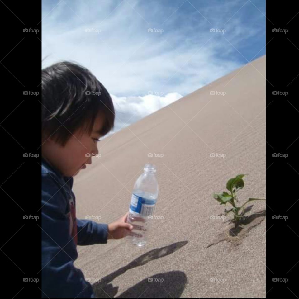 Sand Dunes!. My Grandson Saw this Little Plant Growing in the Sand dunes and Wanted to Water it!!