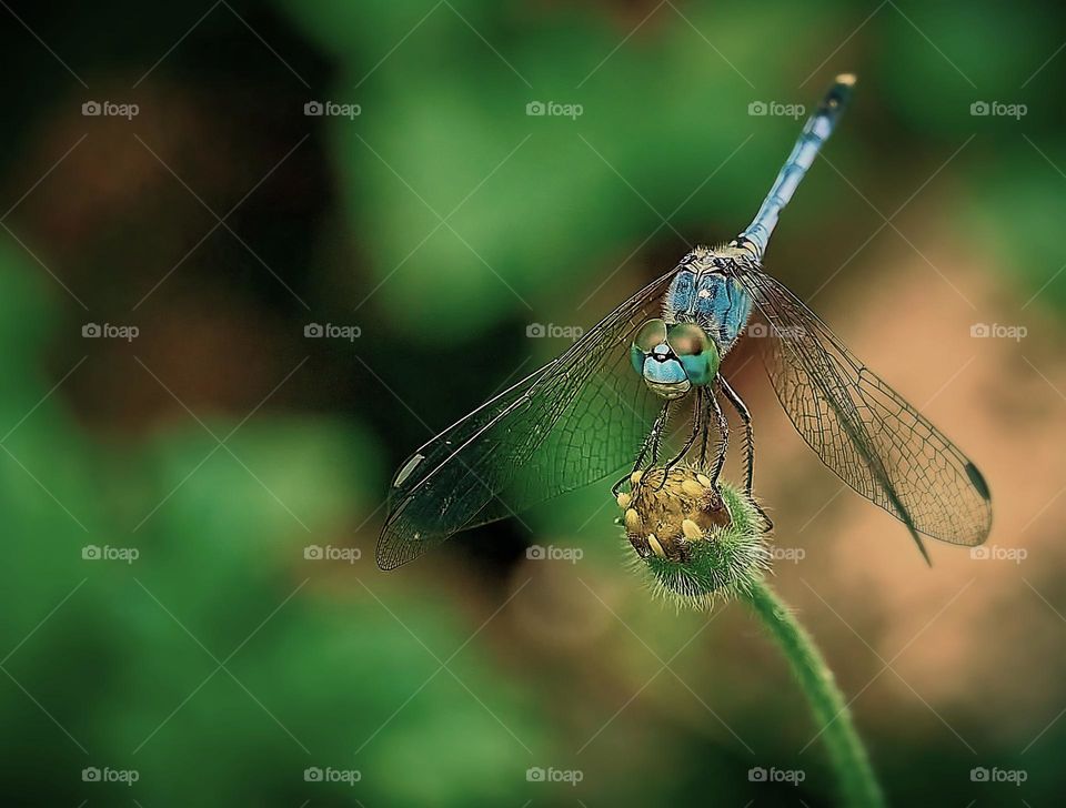 Dragon fly - flower bud