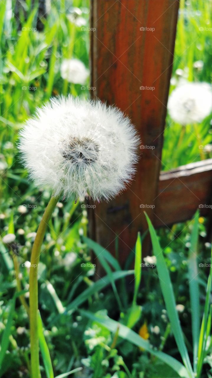 dandelion