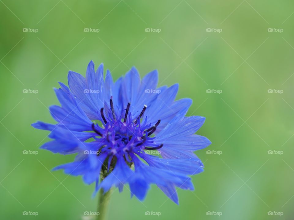 Cornflower