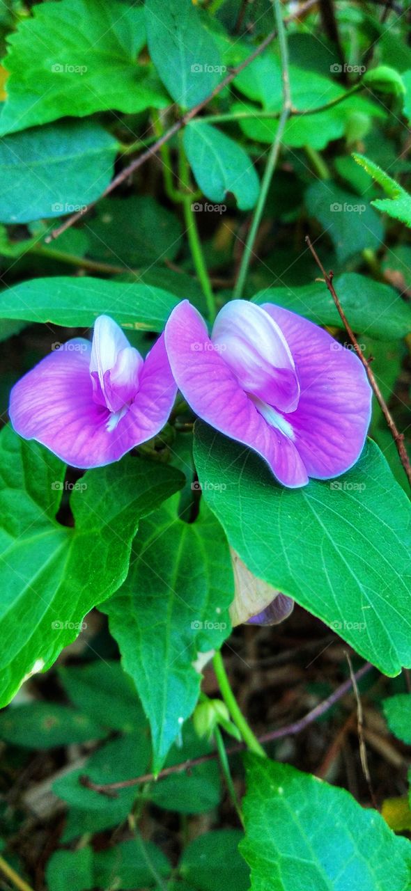 Centrosema virginianum is a species of plant from the butterfly pea species belonging to the Fabaceae tribe.