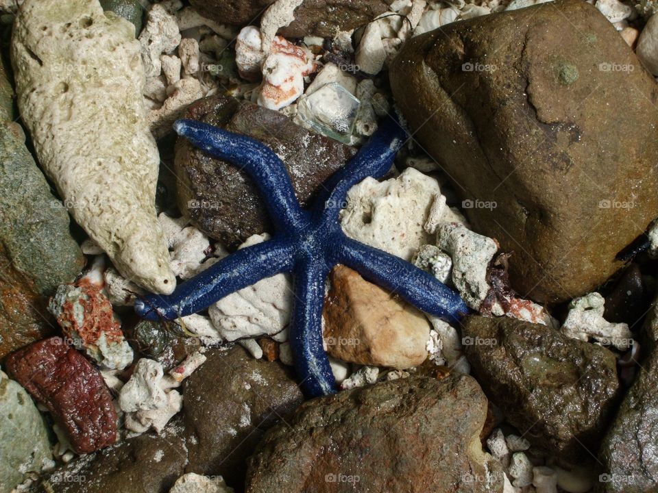 Starfish 