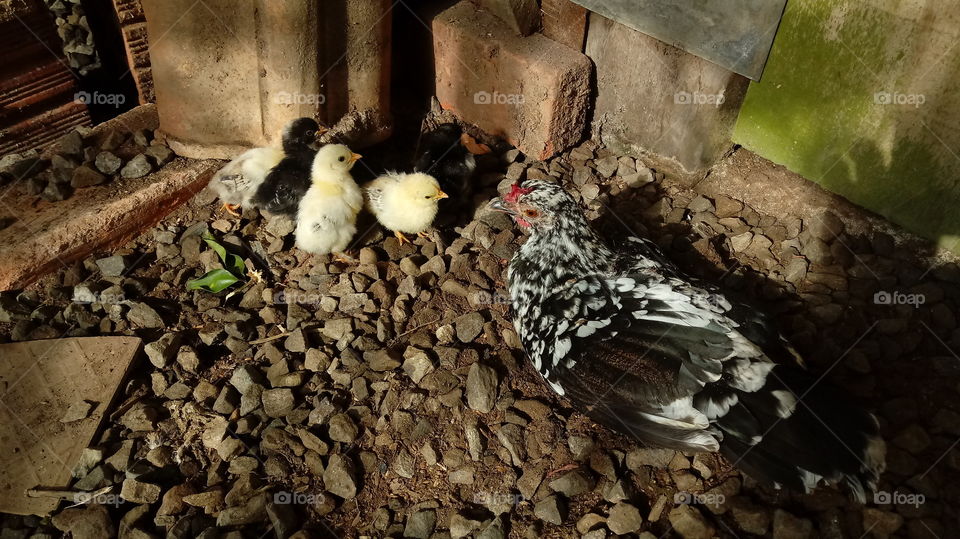 BANTAM Brahma GARNIZÉ