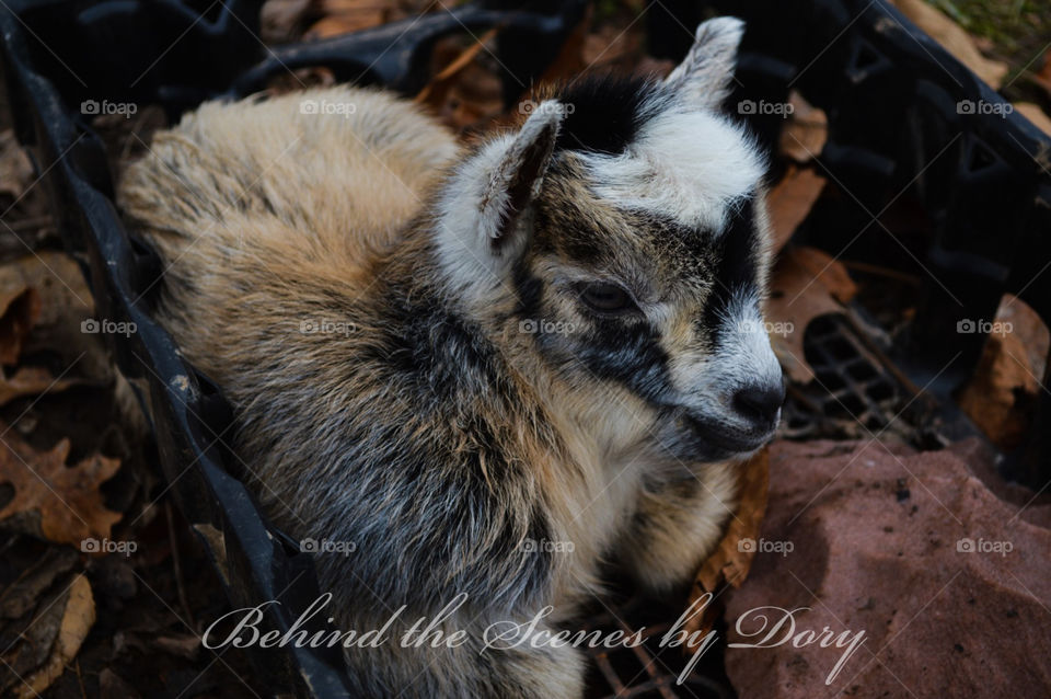 New baby goat #2 