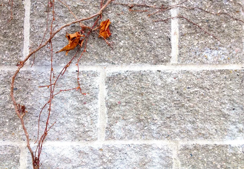 Vines