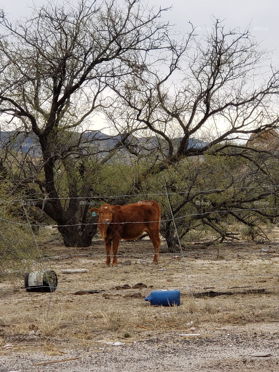 look at me all alone out here in the desert. where is my family. I am so cute