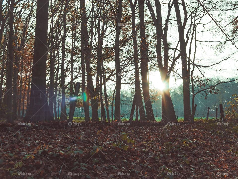 Beautiful view of the autumn forest at sunset with the setting sun between the trees, close-up side view.