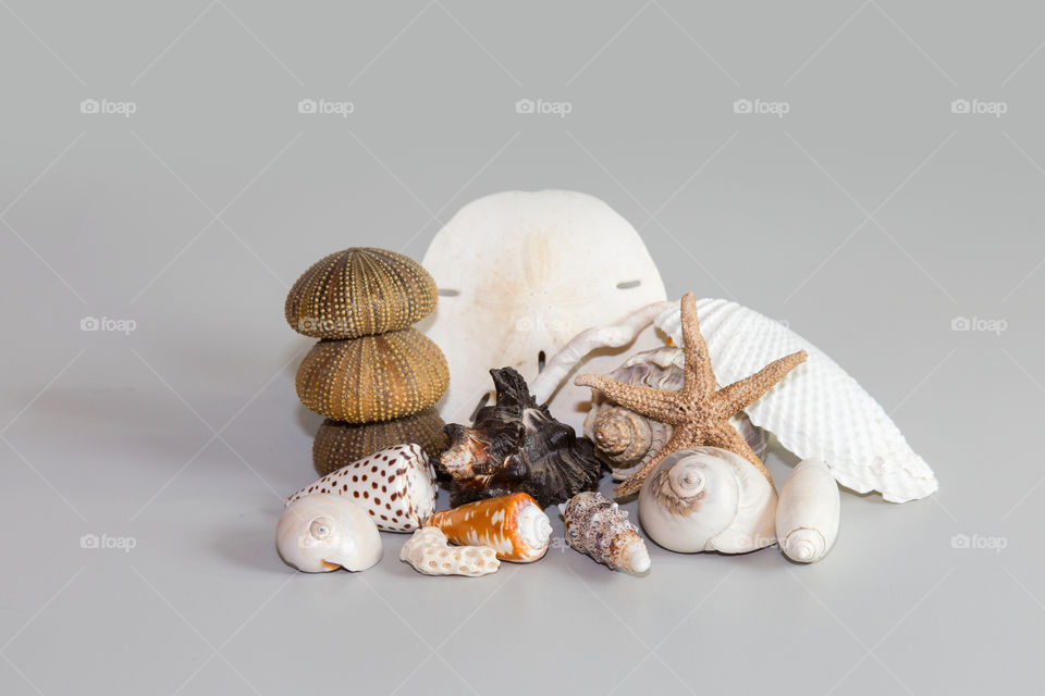 Variety of seashell in gray background