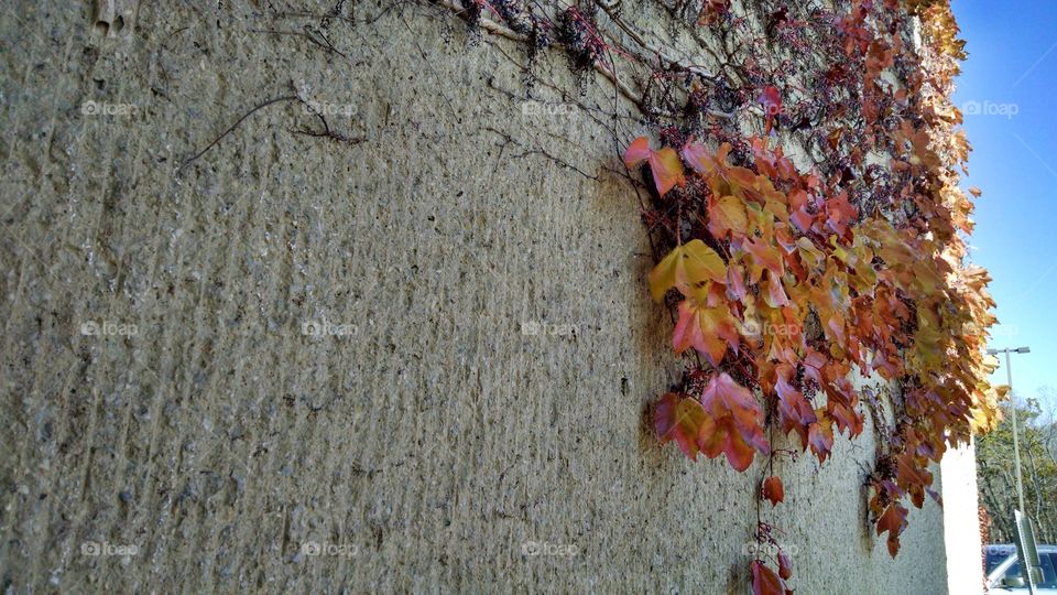 Wall and Vines