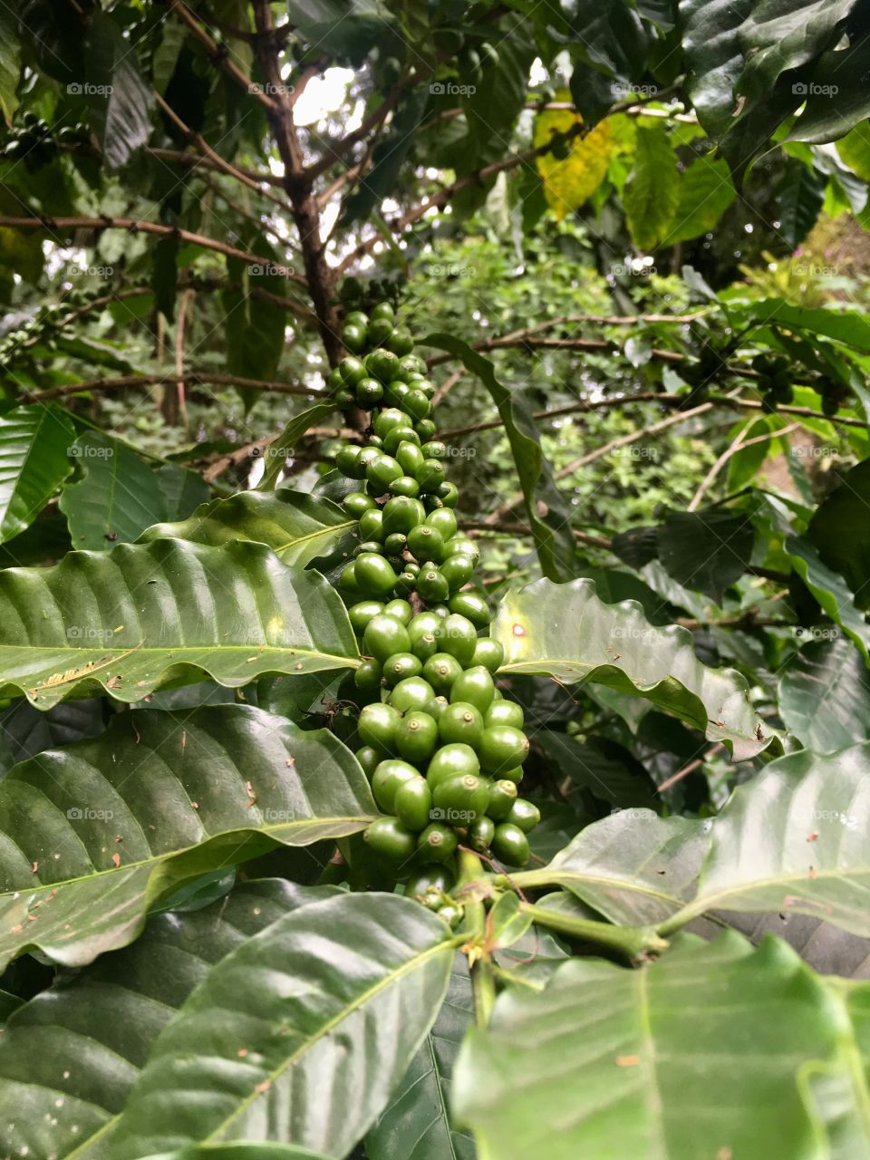 Um ramo de café - essa planta já foi a riqueza do nosso Brasil?