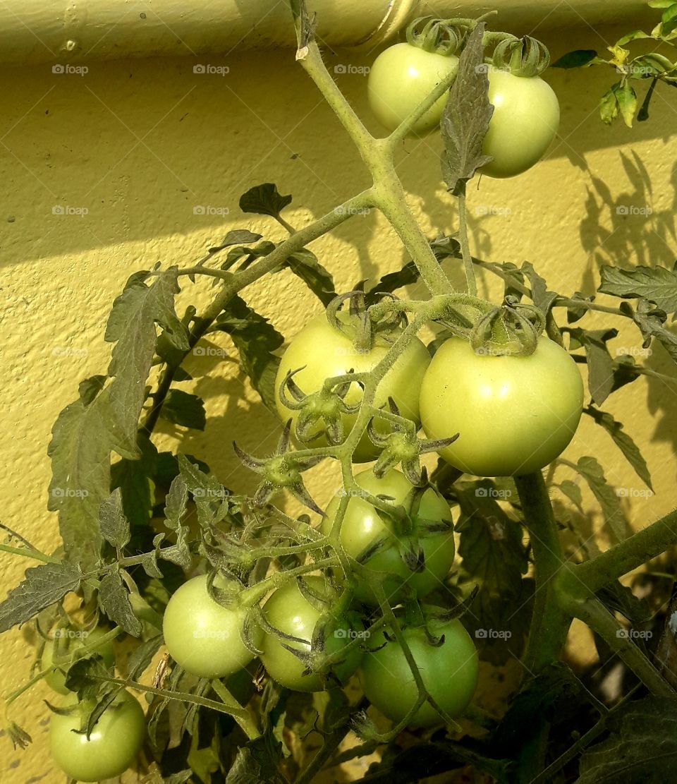 tomatoes growing in our garden