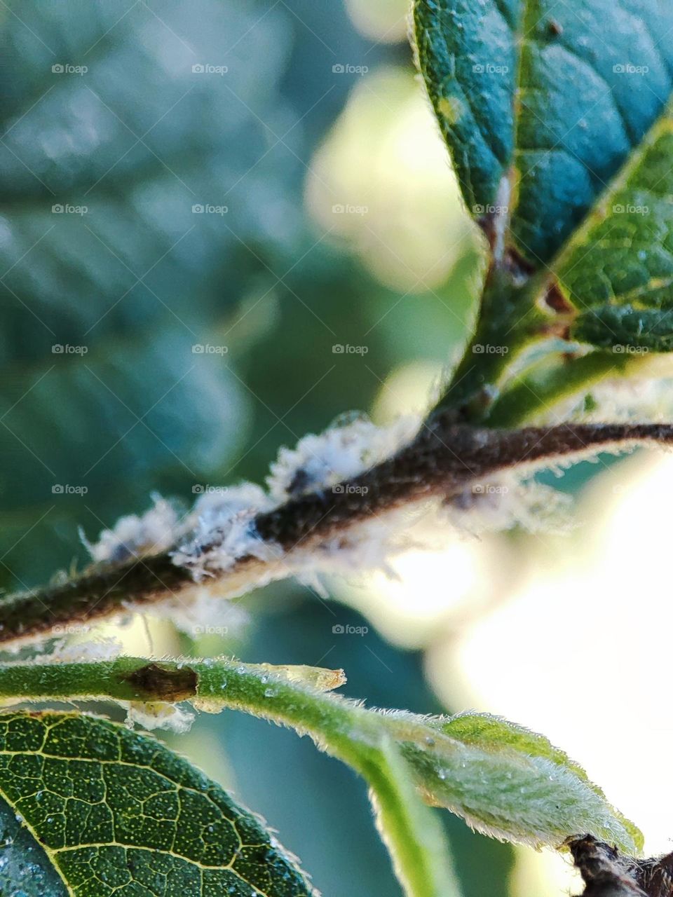 New leaf with Prociphilus, Insects in the background