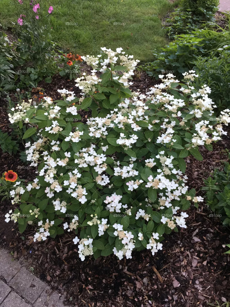 Blumen 