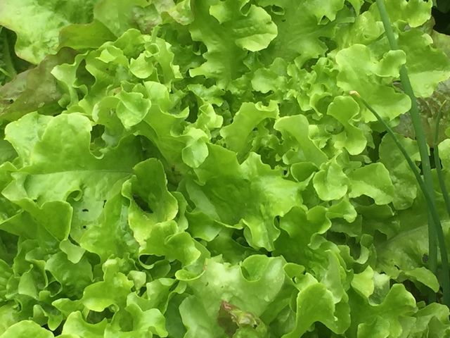 Lettuce 